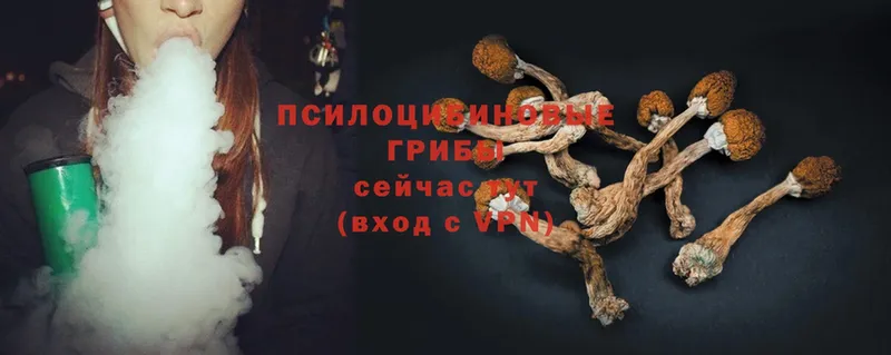 Псилоцибиновые грибы Psilocybe  Верея 