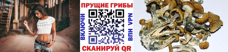 Галлюциногенные грибы GOLDEN TEACHER  Верея 